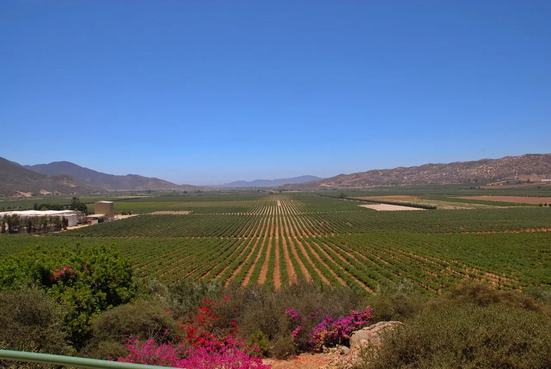 Valle de Guadalupe View 