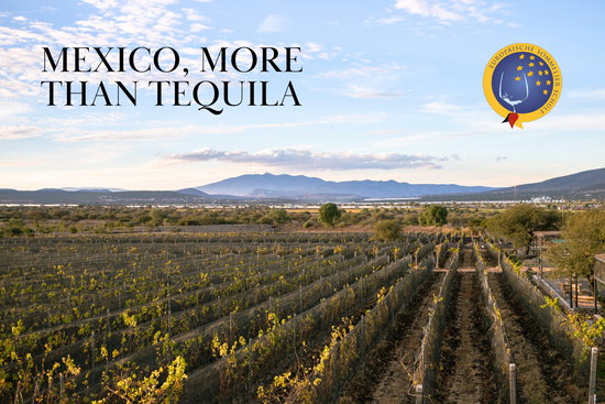 Mexico a new wine country with a long history (EN / SWE)
